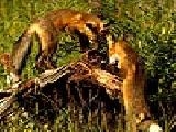 Play Two foxes puzzle now