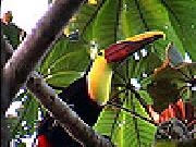 Talkative parrot slide puzzle