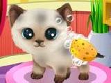 Play Paws to beauty 3 - chiots et chatons now