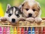 играть 4gameground - puppy coloring now
