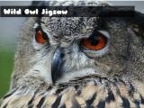 играть Wild owl jigsaw now