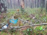 играть Bernati forest adventure now