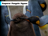играть Emperor penguin jigsaw now