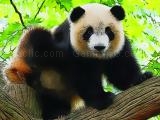 играть Cute baby panda now